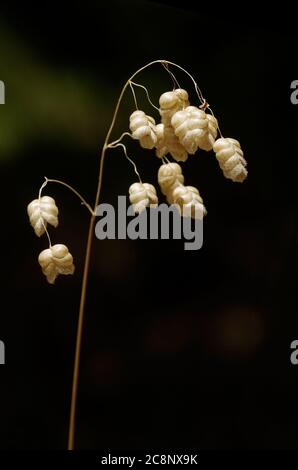 Trockene Samen von mehr quakenden Gras (Briza maxima) über einem dunkelbraunen und grünen Hintergrund aus Fokus natürlichen. Arrabida Gebirge, Setubal, Portugal. Stockfoto