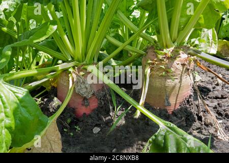 Blick in ein Futterrübenfeld, Nahaufnahme der Futterrüben Stockfoto