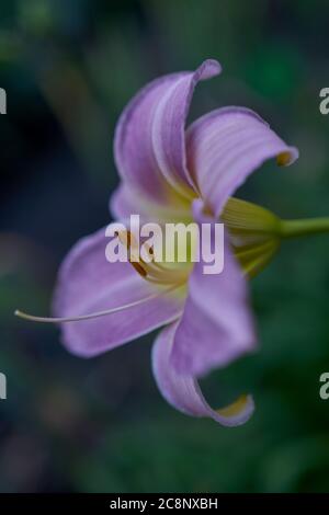 Violett-lila Daylilie Luxus-Spitze Stockfoto