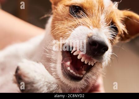 Aggressiver Hund mit einem entblödeten Fangzähne. Grinsender Welpe Jack Russell Terrier Stockfoto