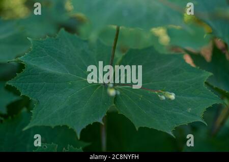 Kirengeshoma palmata, das gelbe Wachsglocken Blatt Stockfoto