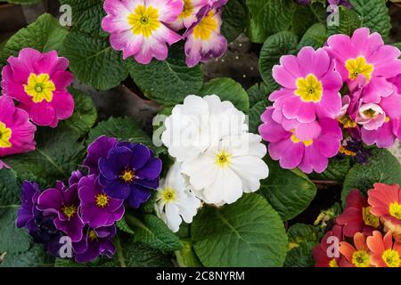 Blühende primula Blumen in einem Blumenladen. Mehrere Sorten. Draufsicht. Stockfoto