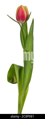 Seitenansicht eines einzelnen Pfirsichs/einer rosafarbenen Tulpe, isoliert auf weißem Hintergrund. Stockfoto