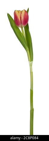 Seitenansicht eines einzelnen Pfirsichs/einer rosafarbenen Tulpe, isoliert auf weißem Hintergrund. Stockfoto