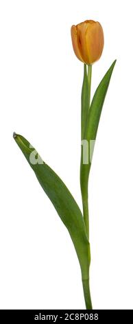 Seitenansicht einer einzelnen Pfirsich-Tulpe, isoliert auf weißem Hintergrund. Stockfoto