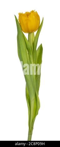 Seitenansicht einer einzelnen gelben, auf weißem Hintergrund isolierten Tulpe mit Rüschen. Stockfoto