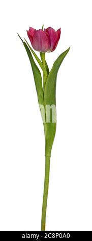 Seitenansicht einer einzelnen doppelrosafarbenen Tulpe, isoliert auf weißem Hintergrund. Stockfoto