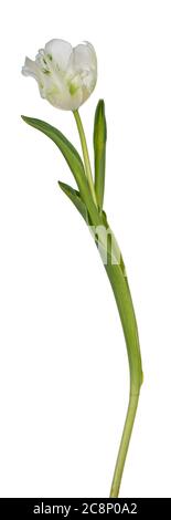 Seitenansicht der singlweißen, gerafften Tulpe, isoliert auf weißem Hintergrund. Stockfoto