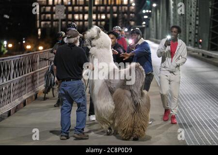 Portland, USA. Juli 2020. Caesar, dem No Drama Lama, folgen Fans, als er am 25. Juli 2020 den Protest über die Hawthorne Bridge in Portland, Oregon, verlässt. (Foto: Alex Milan Tracy/Sipa USA) Quelle: SIPA USA/Alamy Live News Stockfoto