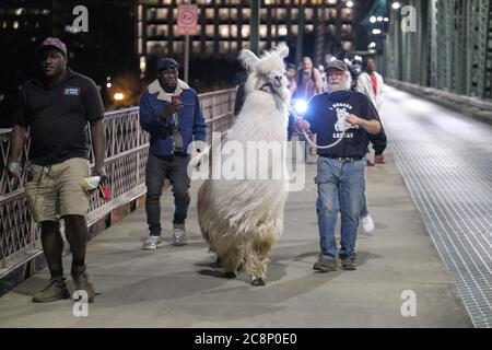 Portland, USA. Juli 2020. Caesar, dem No Drama Lama, folgen Fans, als er am 25. Juli 2020 den Protest über die Hawthorne Bridge in Portland, Oregon, verlässt. (Foto: Alex Milan Tracy/Sipa USA) Quelle: SIPA USA/Alamy Live News Stockfoto