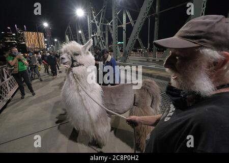 Portland, USA. Juli 2020. Caesar, dem No Drama Lama, folgen Fans, als er am 25. Juli 2020 den Protest über die Hawthorne Bridge in Portland, Oregon, verlässt. (Foto: Alex Milan Tracy/Sipa USA) Quelle: SIPA USA/Alamy Live News Stockfoto