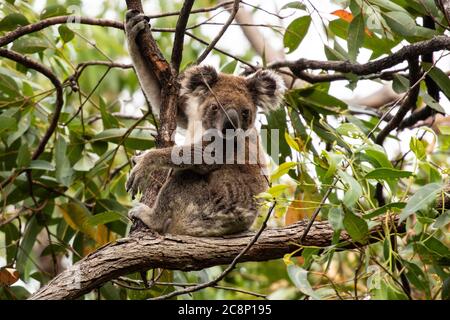 Koala sitzt in einem Gummibaum, Queensland, Australien Stockfoto