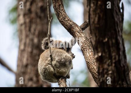 Koala sitzt in einem Gummibaum, Queensland, Australien Stockfoto