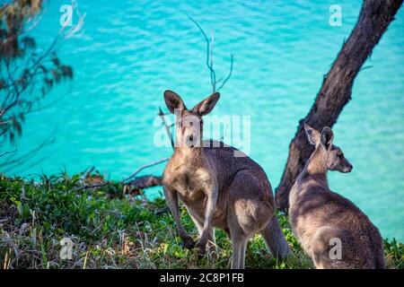 Zwei Kängurus am Meer, North Stradbroke Island, Moreton Bay, Queensland, Australien Stockfoto