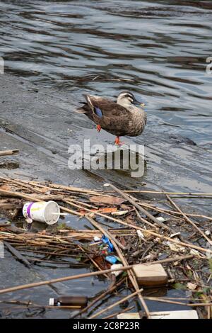 Ente steht mit einem Fuß auf dem schwimmenden Müll im Fluss. Stockfoto