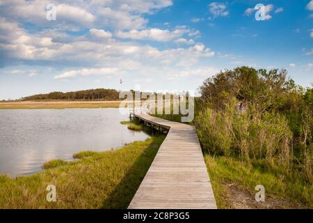 Boardwalk durch Salzsumpfgebiete unter blauem Himmel mit flauschigen Wolken im Assateague Island National Seashore, Maryland Stockfoto