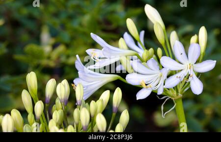Agapanthus africanus 'Twister' Stockfoto