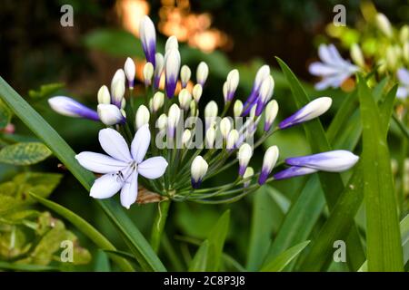 Agapanthus africanus 'Twister' Stockfoto