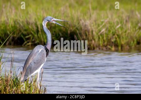 Ein trichorierter Reiher (Egretta tricolor), auch bekannt als Louisiana Reiher, steht in Salzsumpfgebieten bei Assateague Island National Seashore, Maryla Stockfoto