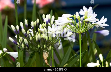 Agapanthus africanus 'Twister' Stockfoto