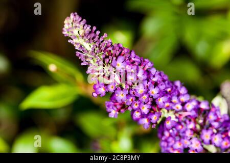 Buddleja davidii 'Black Knight' Stockfoto