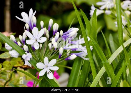 Agapanthus africanus 'Twister' Stockfoto
