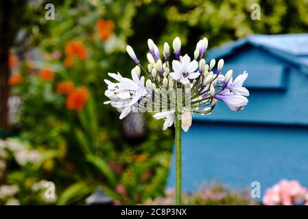 Agapanthus africanus 'Twister' Stockfoto