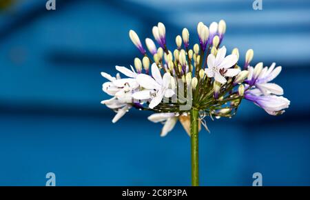 Agapanthus africanus 'Twister' Stockfoto