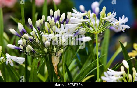 Agapanthus africanus 'Twister' Stockfoto