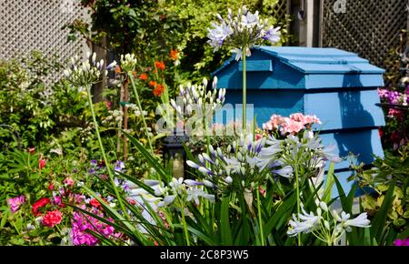 Agapanthus africanus 'Twister' Stockfoto