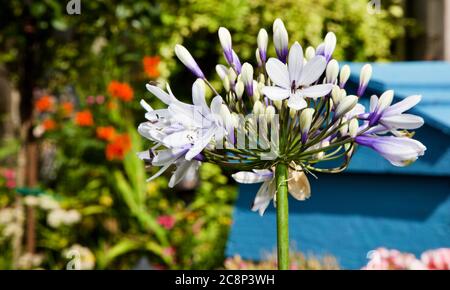 Agapanthus africanus 'Twister' Stockfoto