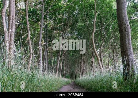 Wanderweg durch den Wald oberhalb der Steilküste von Timmendorf auf der ostseeinsel Poel in Deutschland Stockfoto