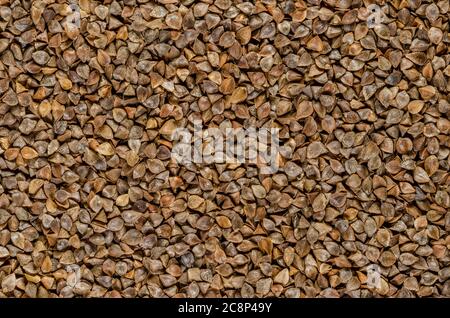 Buchweizen Samen mit Schalen, Nahaufnahme. Glutenfreies Pseudozereal mit kornähnlichen Samen, als Deckpflanze verwendet. Fagopyrum esculentum. Foto des Essens. Stockfoto