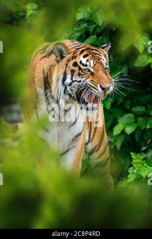 Tiger, wildes Tier im natürlichen Lebensraum. Große Katze, gefährdete Tier im Wald versteckt Stockfoto