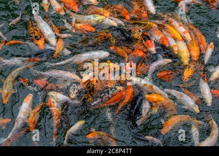 Bunte dekorative Koi-Karpfen-Fische schweben in einem künstlichen Teich, Blick von oben Stockfoto