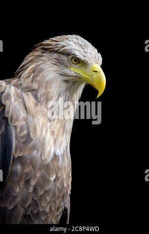 Nahaufnahme Weissschwanz-Adler-Porträt auf schwarzem Hintergrund Stockfoto