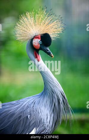 Schließen Sie schöne gekrönte Kran mit blauem Auge und roten Wattle Stockfoto