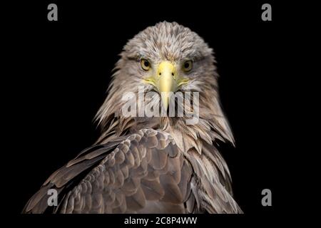 Nahaufnahme Weissschwanz-Adler-Porträt auf schwarzem Hintergrund Stockfoto