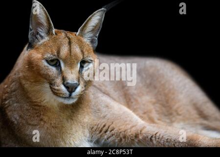 Schöne Karakal Luchs auf schwarzem Hintergrund Stockfoto