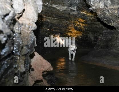 26. Juli 2020, Brecon Beacons, Wales. Labrodor, Ffion, der Job bei Dan-yr-Ogof Caves in Wales ist, um zu schnüffeln und nach den letzten Besuchern zu suchen, die nach dem Furlought bei der Arbeit wieder abfotografiert wurden. Die Attraktion, die den größten Höhlenkomplex ihrer Art in Großbritannien hat und sich im Brecon Beacons National Park befindet, hat dieses Wochenende nach monatelanger Schließung aufgrund der Coronavirus-Sperre wieder eröffnet. Ähnliche Attraktionen in England, die seit einem Monat geöffnet sind, drängten die walisische Regierung, diesem Beispiel zu folgen und Dan-yr-Ogof ihre Türen öffnen zu lassen. Kredit: Robert Melen/Alamy Liv Stockfoto