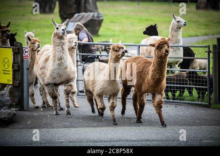 26. Juli 2020, Brecon Beacons, Wales. Die Herde von Alpacas in den Dan-yr-Ogof Caves in Wales ist nach der Attraktion, die den größten Höhlenkomplex ihrer Art in Großbritannien hat und sich im Brecon Beacons National Park befindet, an diesem Wochenende nach monatelanger Schließung aufgrund der Coronavirus-Sperre wieder eröffnet worden. Ähnliche Attraktionen in England, die seit einem Monat geöffnet sind, drängten die walisische Regierung, diesem Beispiel zu folgen und Dan-yr-Ogof ihre Türen öffnen zu lassen. Kredit : Robert Melen/Alamy Live Nachrichten. Stockfoto