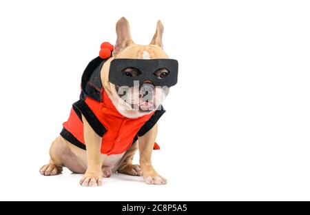 Niedliche französisch Bulldogge mit einem Superhelden Kostüm isoliert auf weißem Hintergrund. Haustier und Tier Konzept Stockfoto