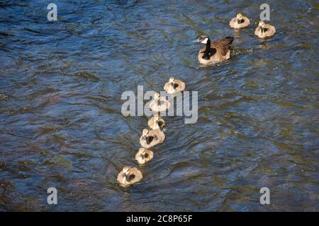 Familie von kanadagänsen schwimmend in der Linie auf dem Fluss Wupper, Deutschland Stockfoto