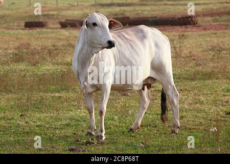 Cattle Nelore, Rinder mit Ursprung in Indien und Rasse, die 85% der brasilianischen Rinder für die Fleischproduktion auf dem Bauernhof. Brasilien Stockfoto