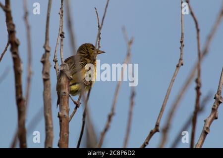 Kapweber (Ploceus capensis) thront in einem Baum, der seine gelben Federn bläst Stockfoto