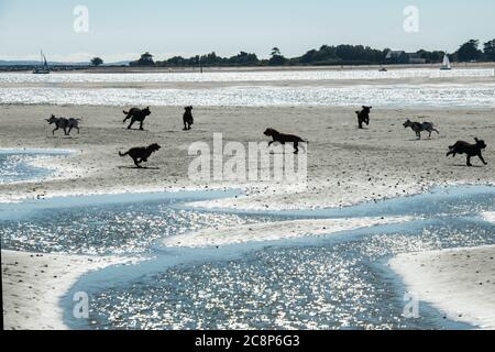 Viele Hunde laufen an einem einsamen Strand in England herum Stockfoto