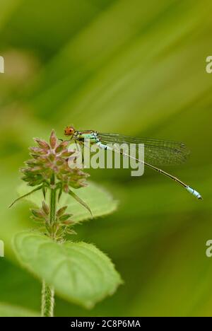 Kleine Rotäugige Damselfliege, Erythromma viridulum, Redgrave und Lopham Fen, Suffolk Stockfoto