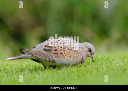 Turtle Dove, Streptopelia turtur, Fütterung auf Gartenrasen, Norfolk, September Stockfoto