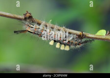 Vaporer Moth Caterpillar, Orgyia antiqua, Garten, auf Zierquitte, Norfolk, Juni Stockfoto