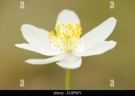Holz Anemone, Anemone nemorosa, Nahaufnahme der Blume, Wayland Wood, Norfolk, Frühling Stockfoto